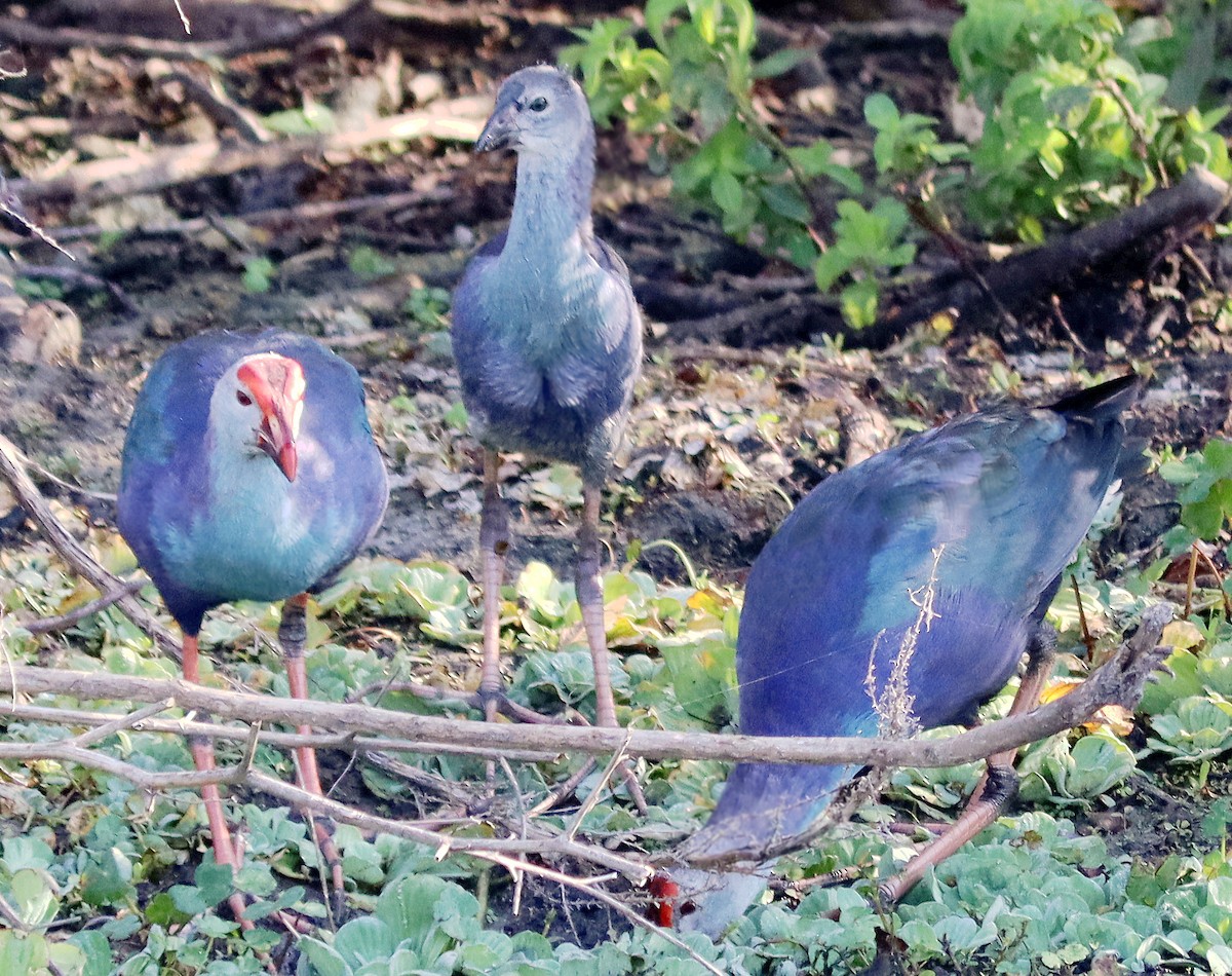 Gray-headed Swamphen - Roberta Blair