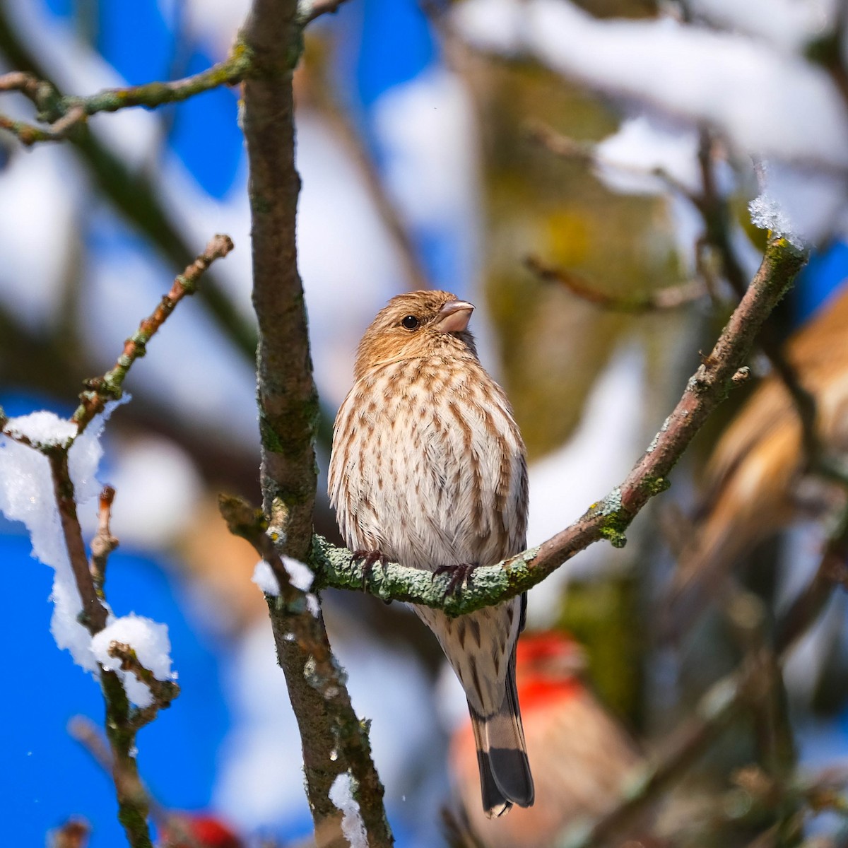 Purple Finch - Andrew Dressel