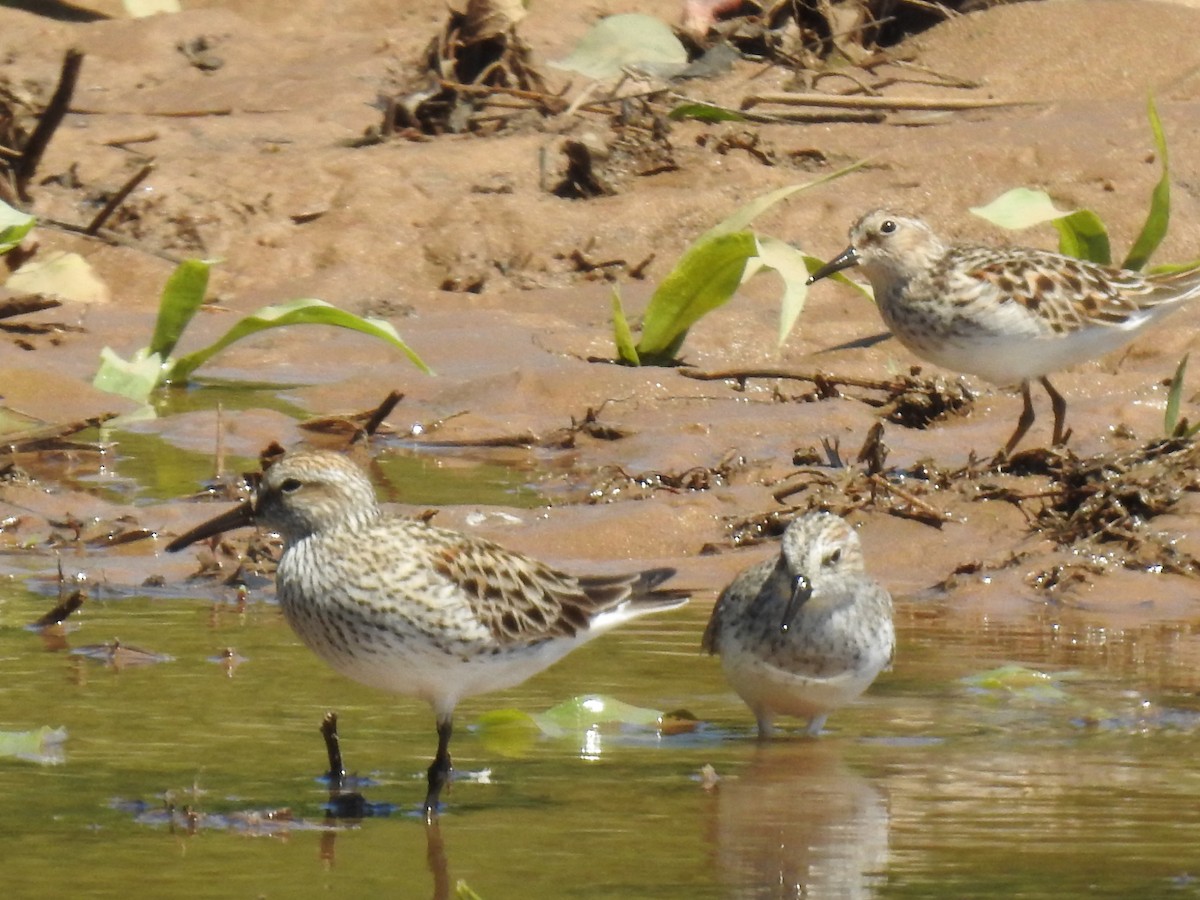 Least Sandpiper - ML618916402