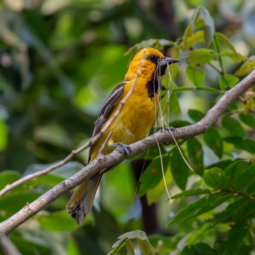 Altamira Oriole - ML618916409