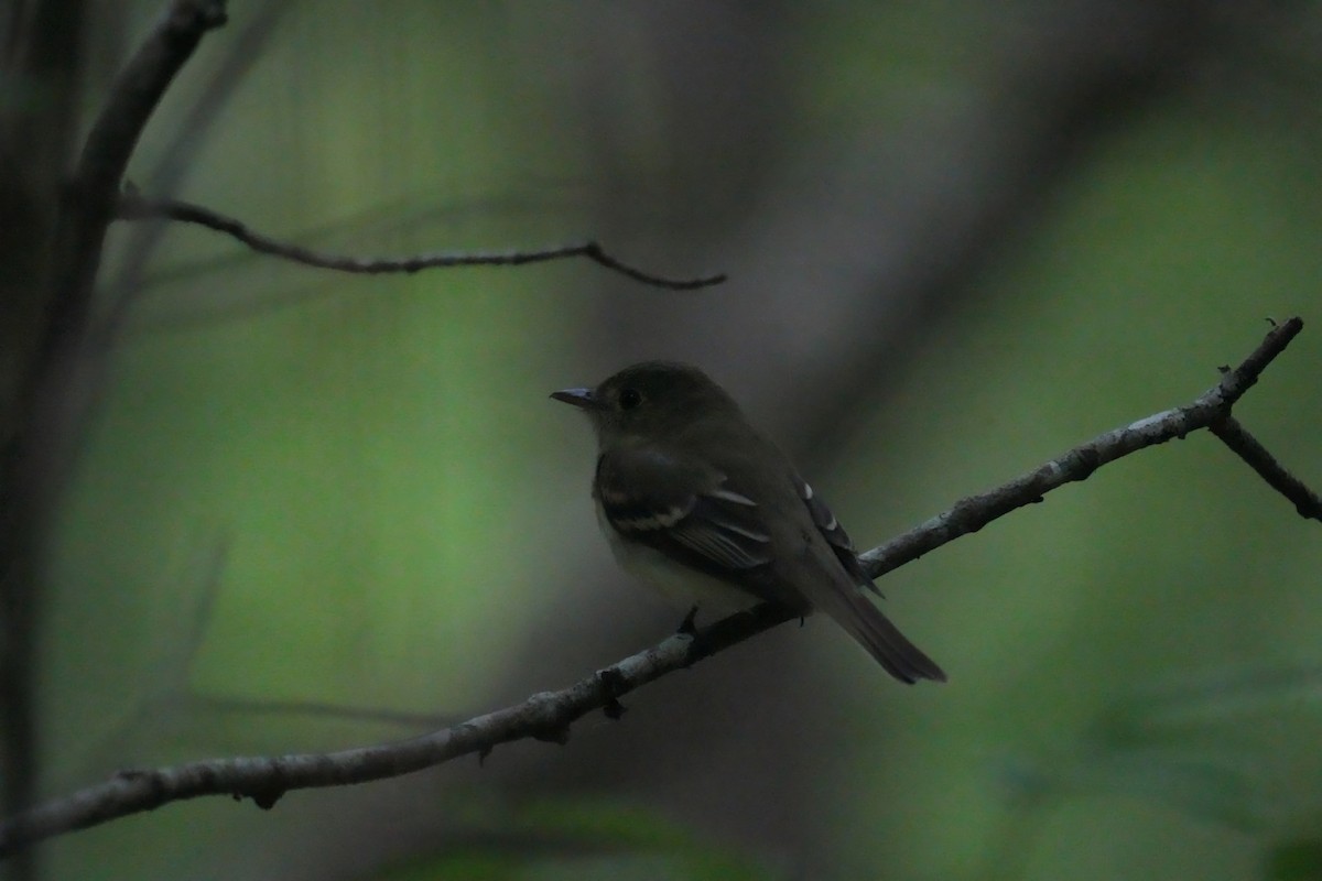 Acadian Flycatcher - Kevin Scaldeferri