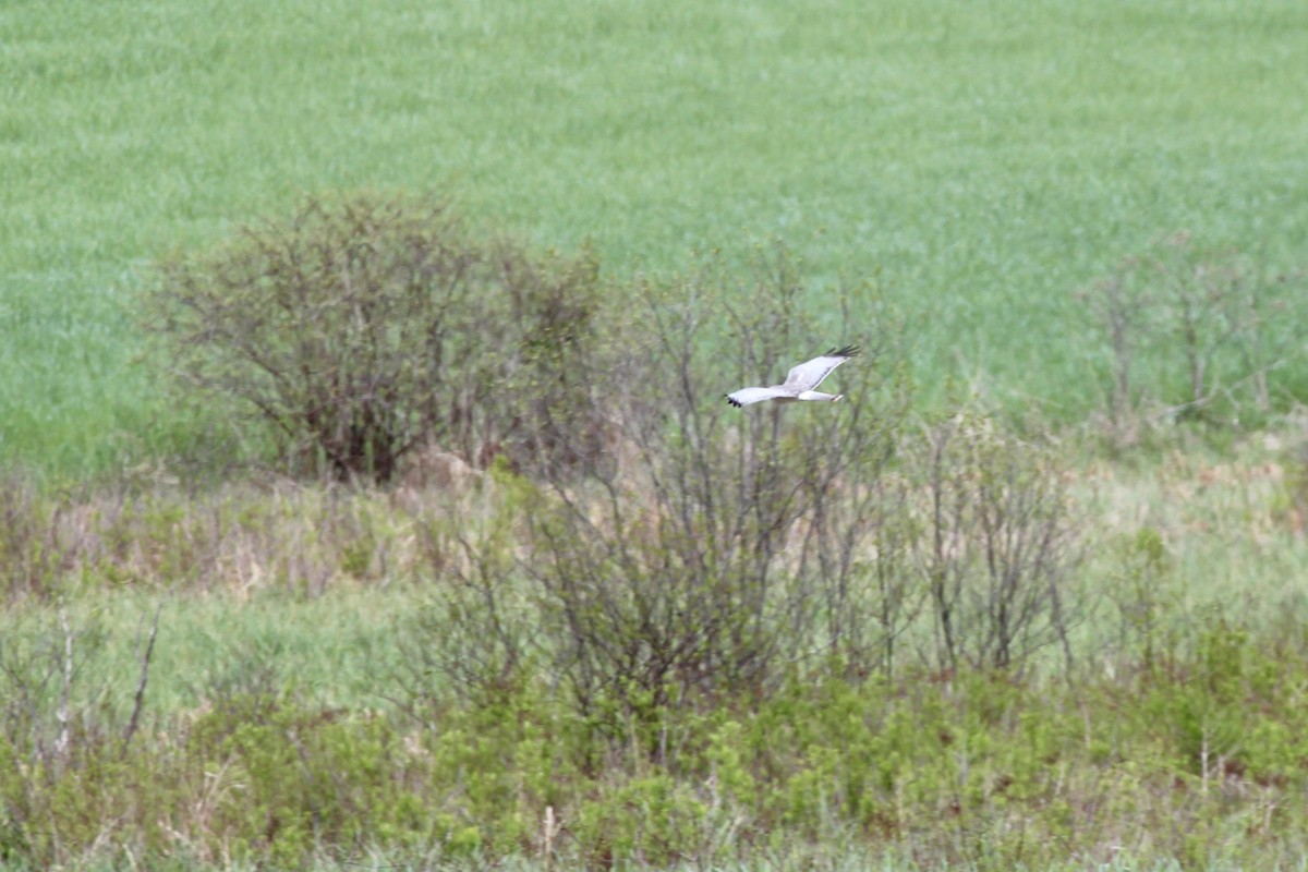 Northern Harrier - Zac Cota