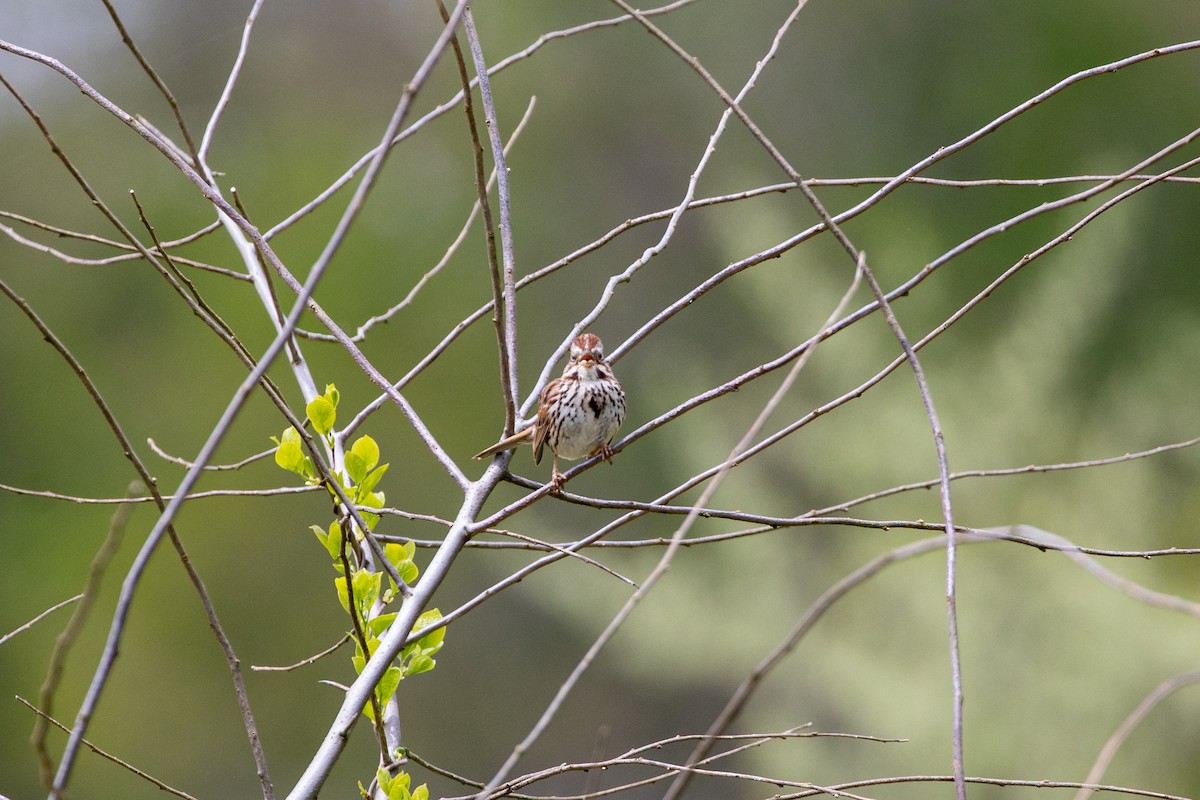 Song Sparrow - Rose Stewart