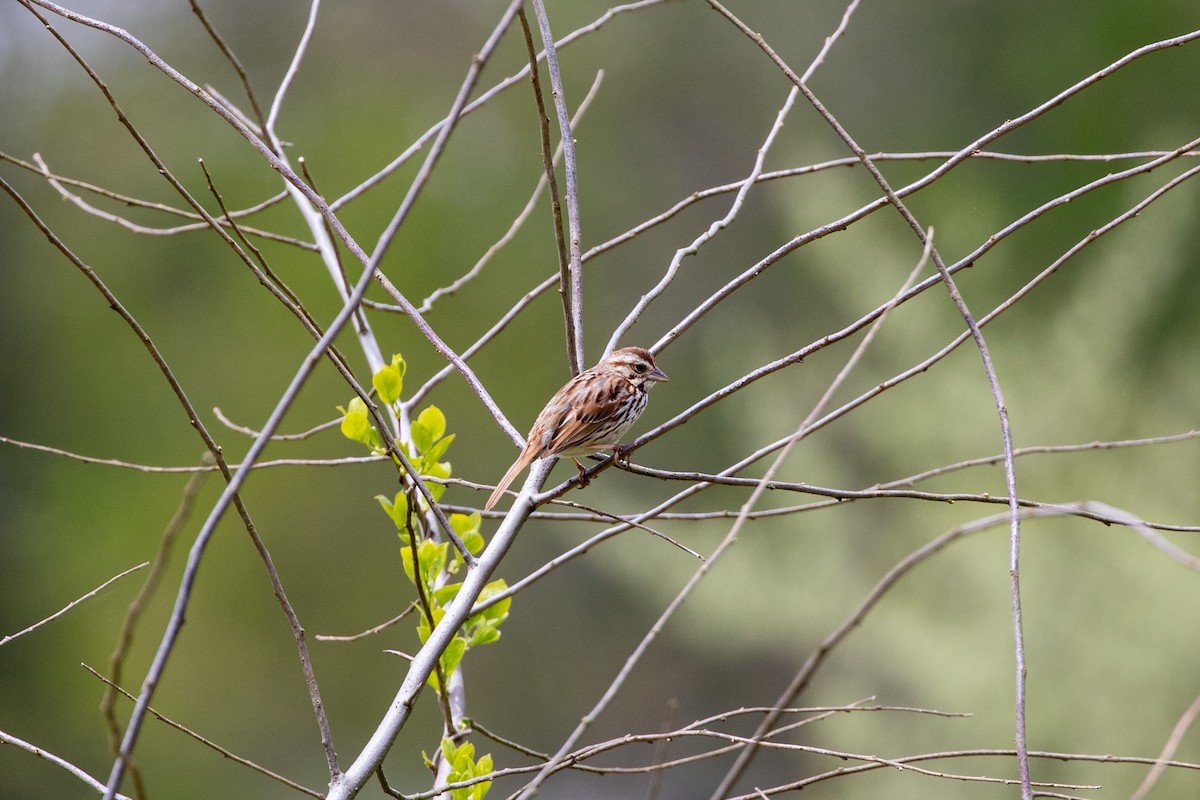 Song Sparrow - Rose Stewart