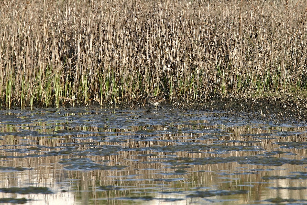 Wilson's Snipe - ML618916441