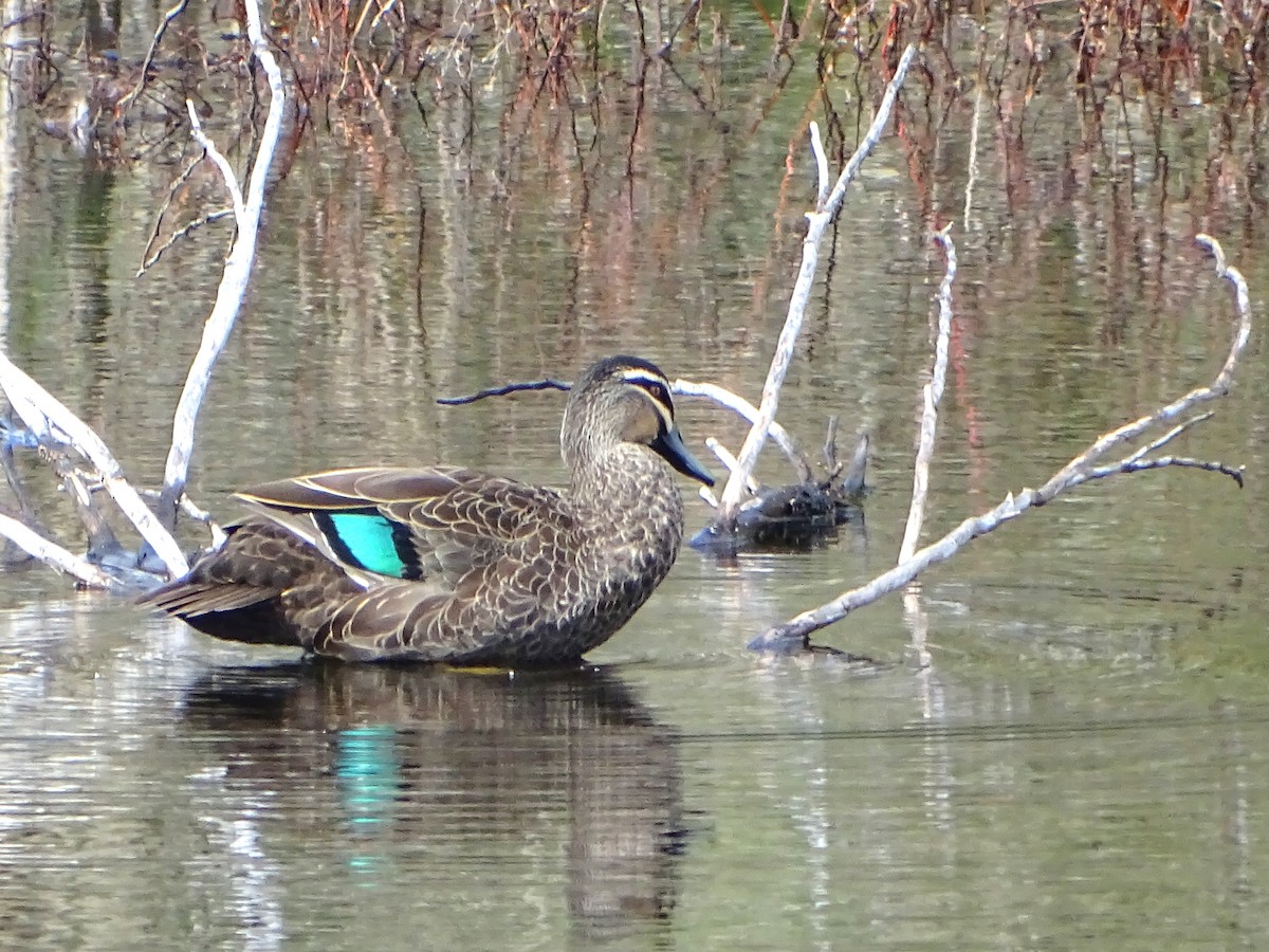 Canard à sourcils - ML618916443