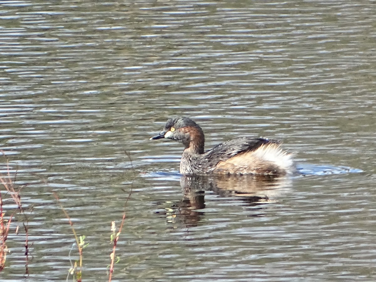 Australasian Grebe - Richard Murray