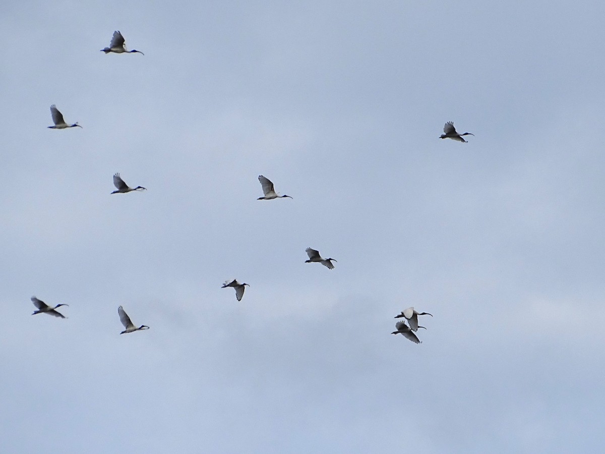 Australian Ibis - ML618916492