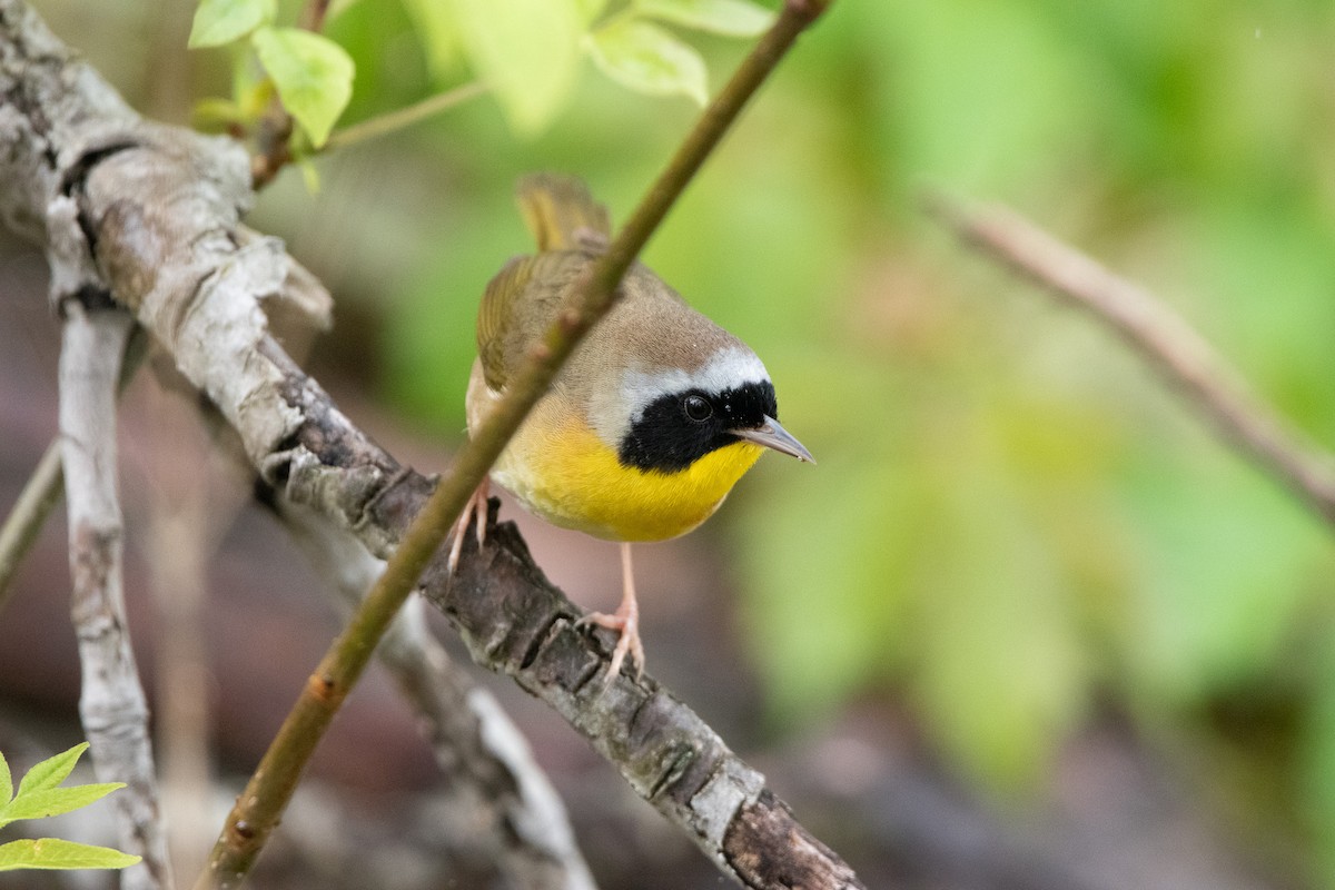 Common Yellowthroat - Jack Sullivan