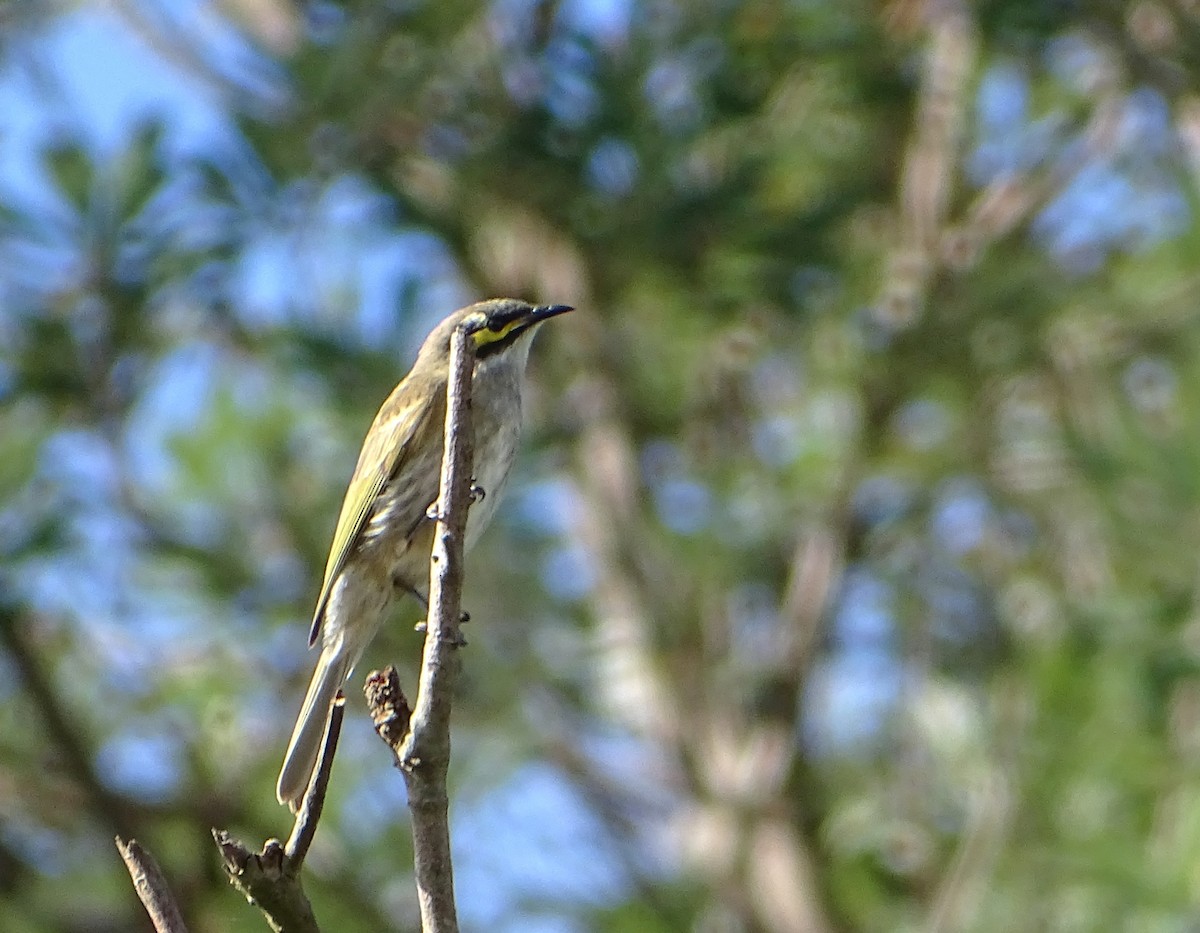 Yellow-faced Honeyeater - ML618916505