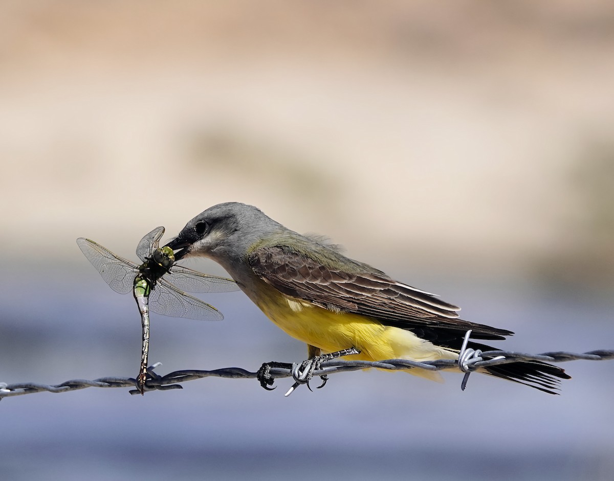 Western Kingbird - Marie Ostrander