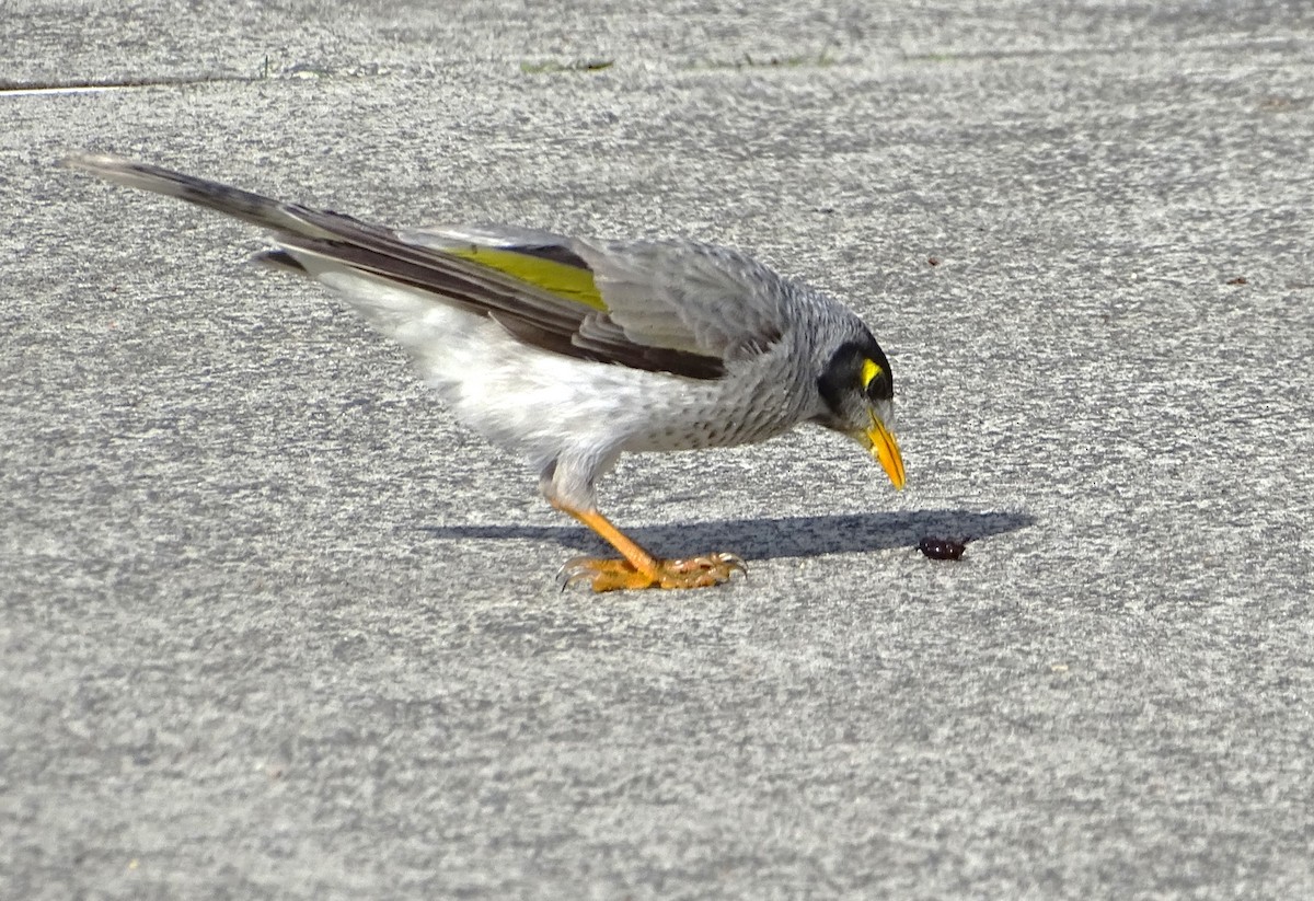 Noisy Miner - Richard Murray