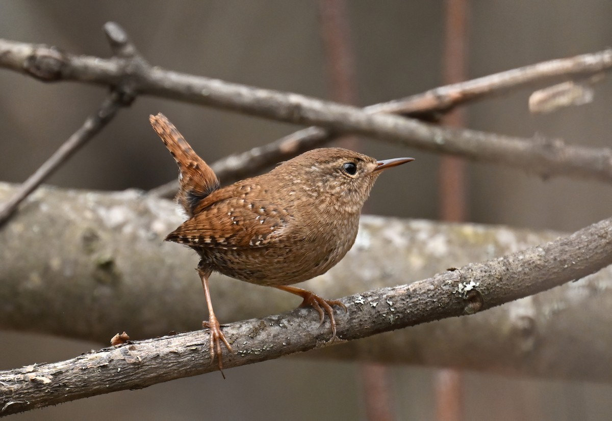 Winter Wren - ML618916522