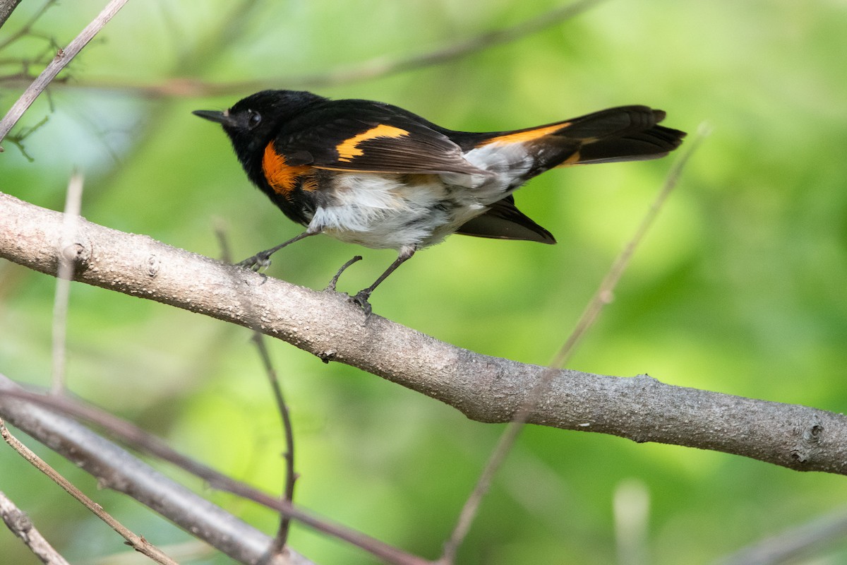 American Redstart - Jack Sullivan