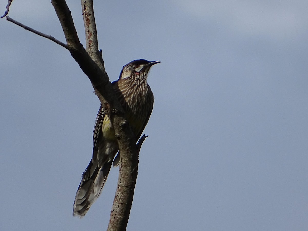 Red Wattlebird - ML618916538