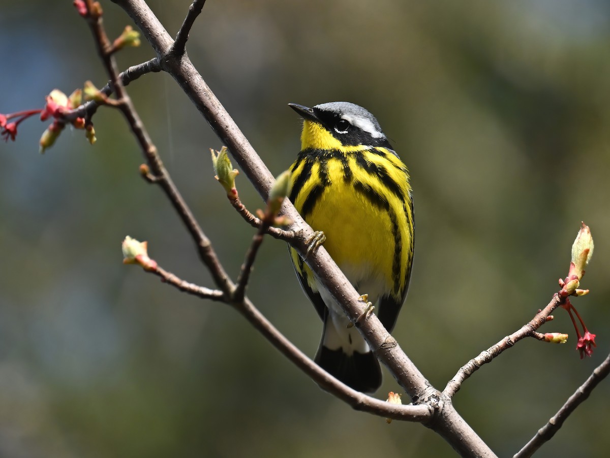 Magnolia Warbler - Raymond Ladurantaye