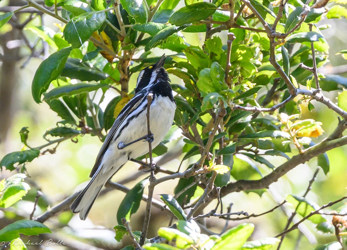 Black-throated Gray Warbler - Michael Bolte