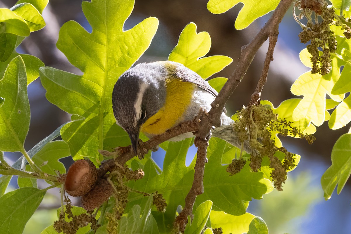 Crescent-chested Warbler - Peggy Steffens