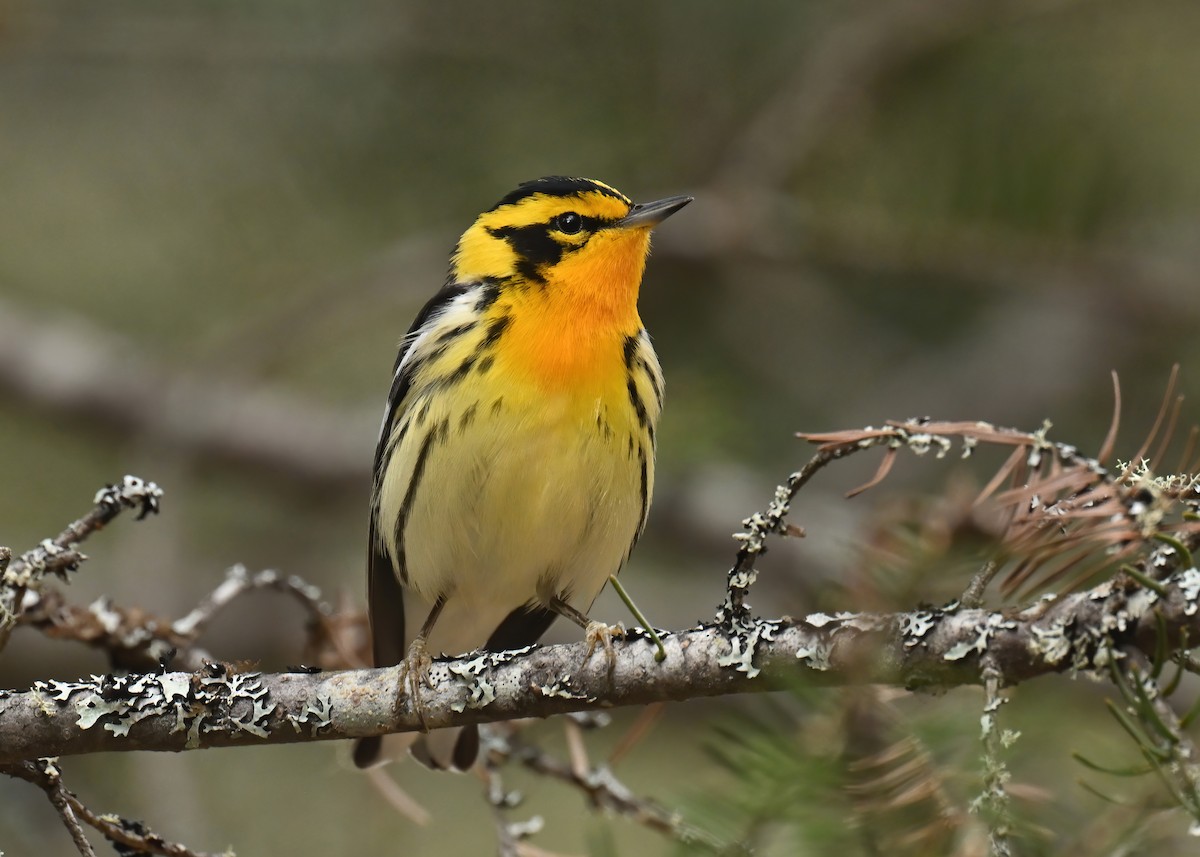 hemlokkparula - ML618916566