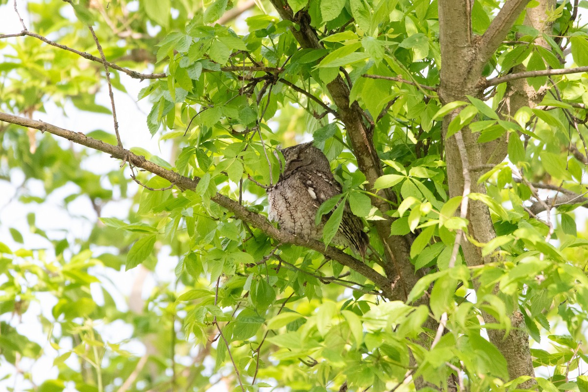 Eastern Screech-Owl - Jack Sullivan