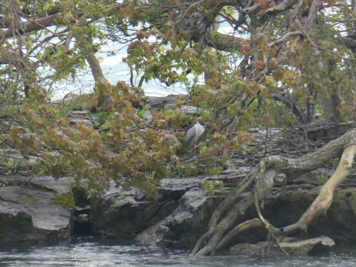 Black-crowned Night Heron - Jennifer Grande