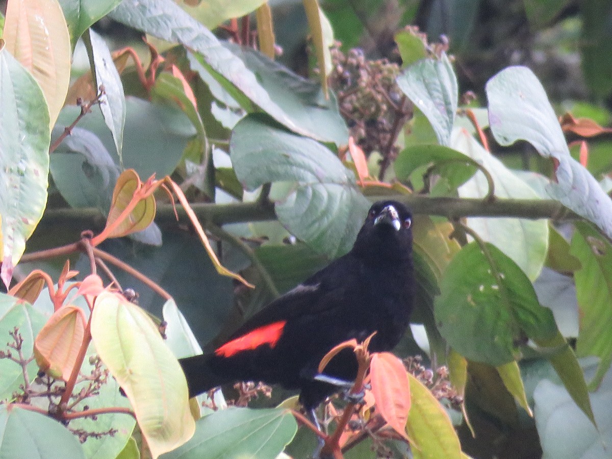 Flame-rumped Tanager - ML618916572
