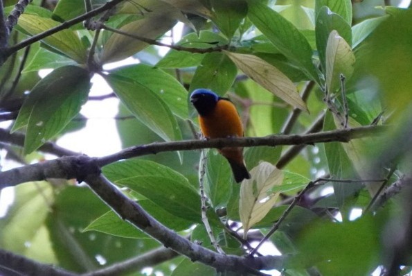 Elegant Euphonia - Teylor Redondo