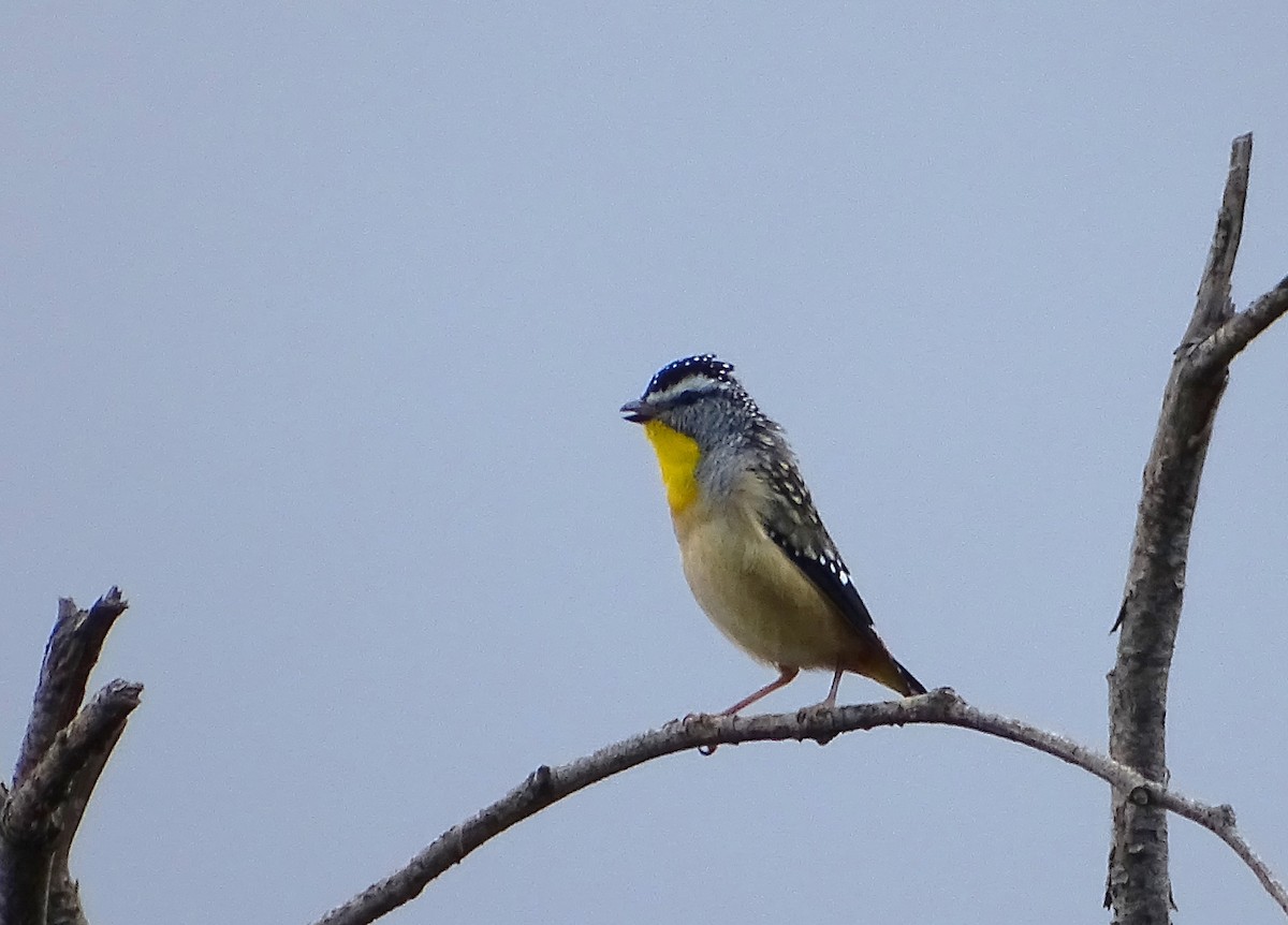 Pardalote Moteado - ML618916578