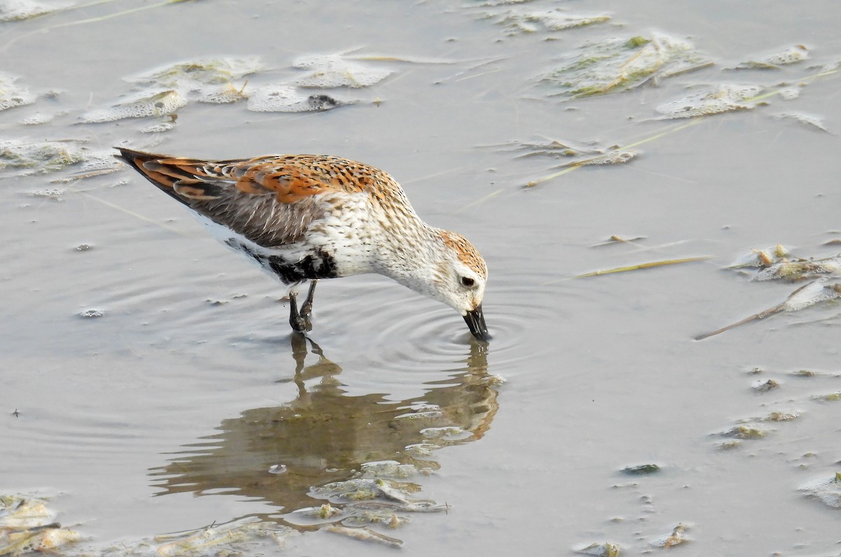 Dunlin - hv hughes