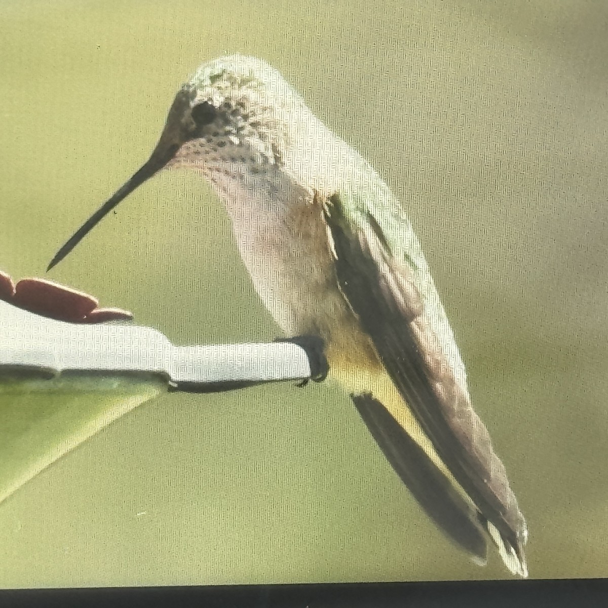 Broad-tailed Hummingbird - Tracy Enterline