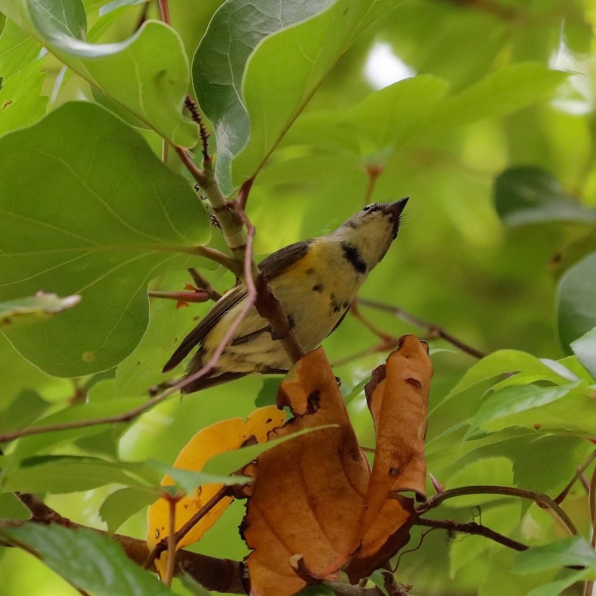 American Redstart - Katie Sheppard