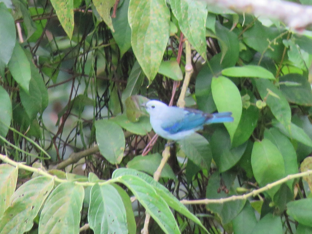 Blue-gray Tanager - ML618916606
