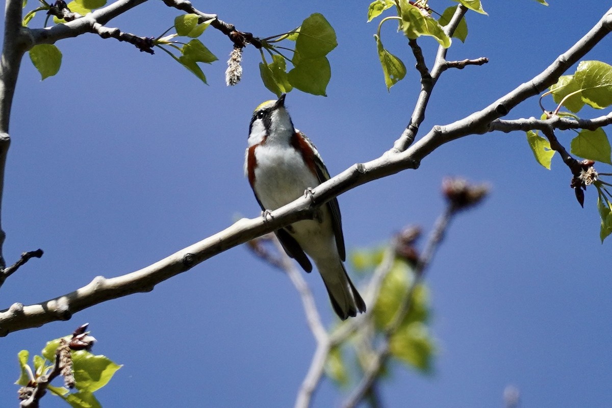 Chestnut-sided Warbler - Terry Bohling