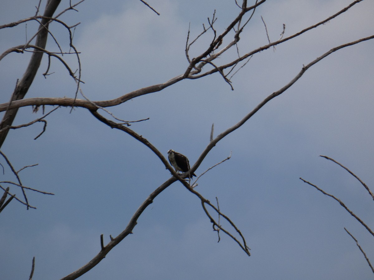 Osprey - Jennifer Grande