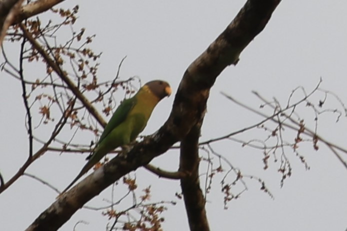 Plum-headed Parakeet - Gannu 03