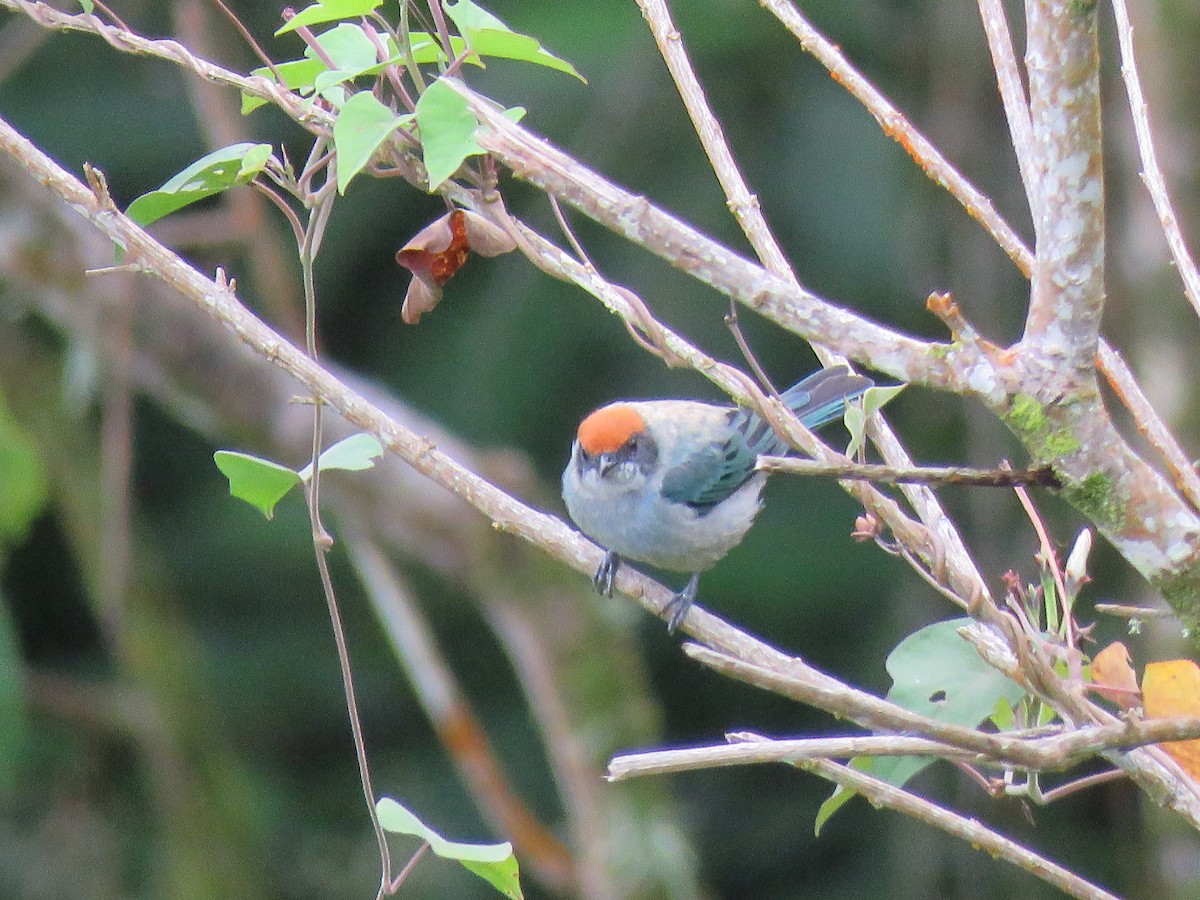 Scrub Tanager - DANIEL HERRERA