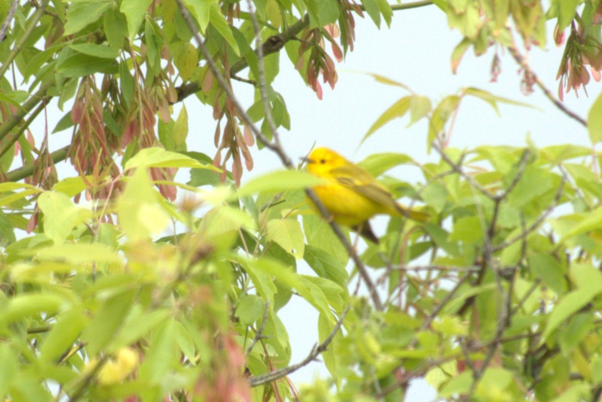 Yellow Warbler - Julie Perry