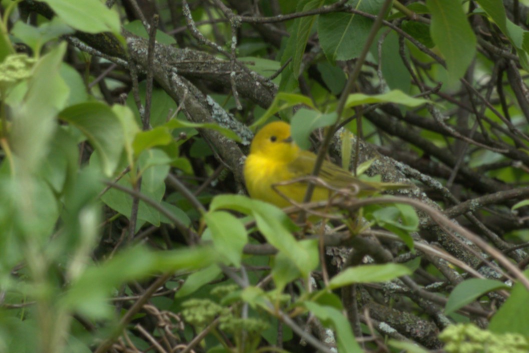 Yellow Warbler - Julie Perry