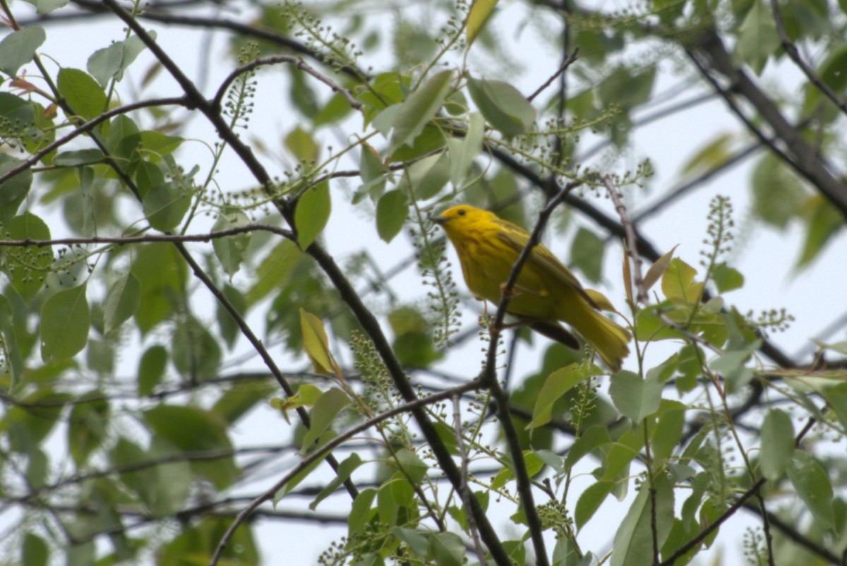 Yellow Warbler - Julie Perry