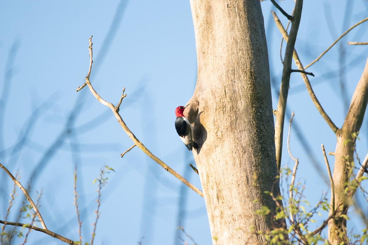 Red-headed Woodpecker - Jack Sullivan