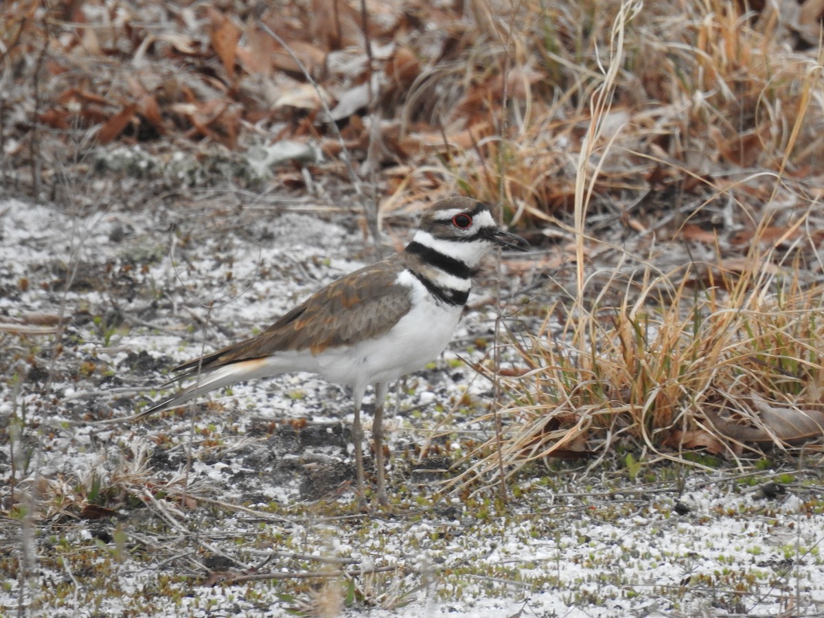 Killdeer - ML618916705