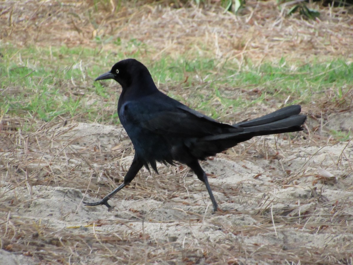 Boat-tailed Grackle - Vonte Lee