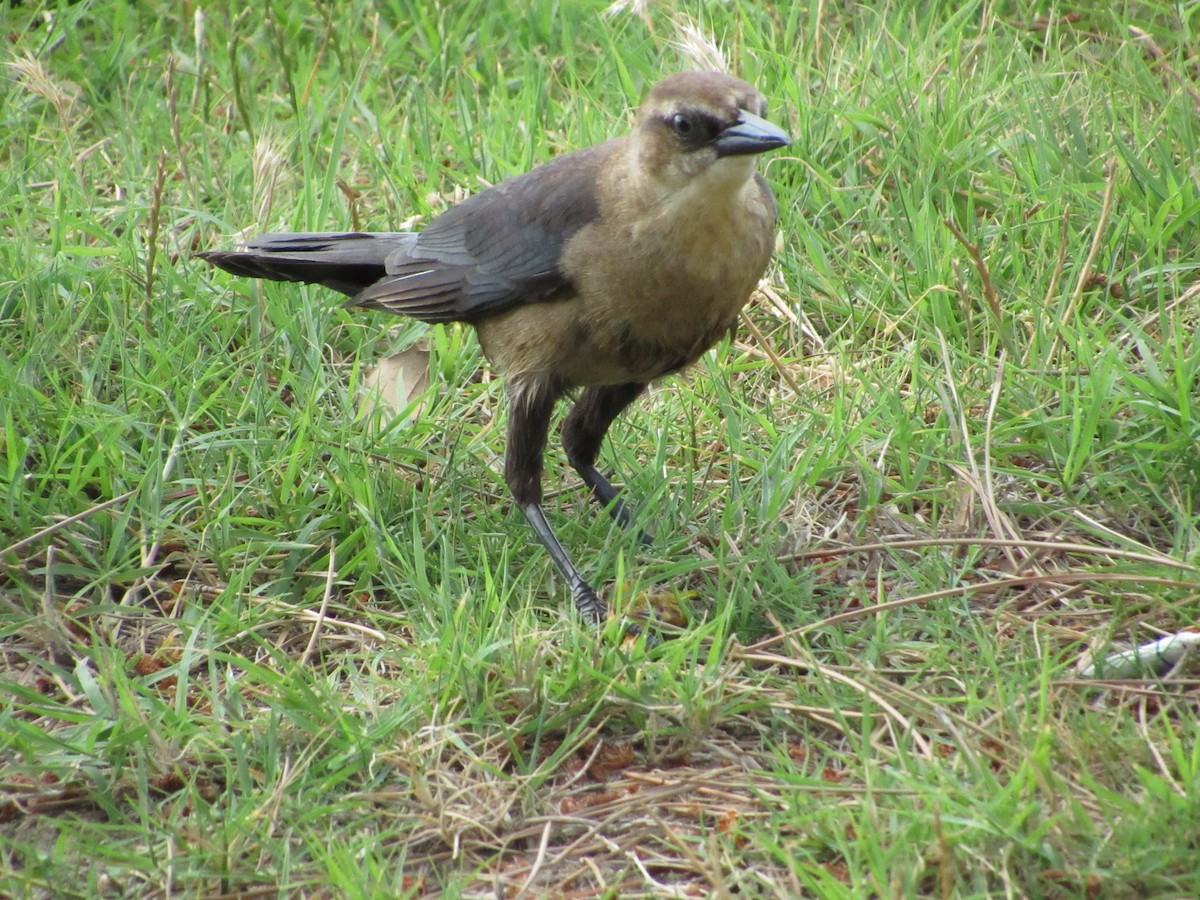 Boat-tailed Grackle - ML618916715