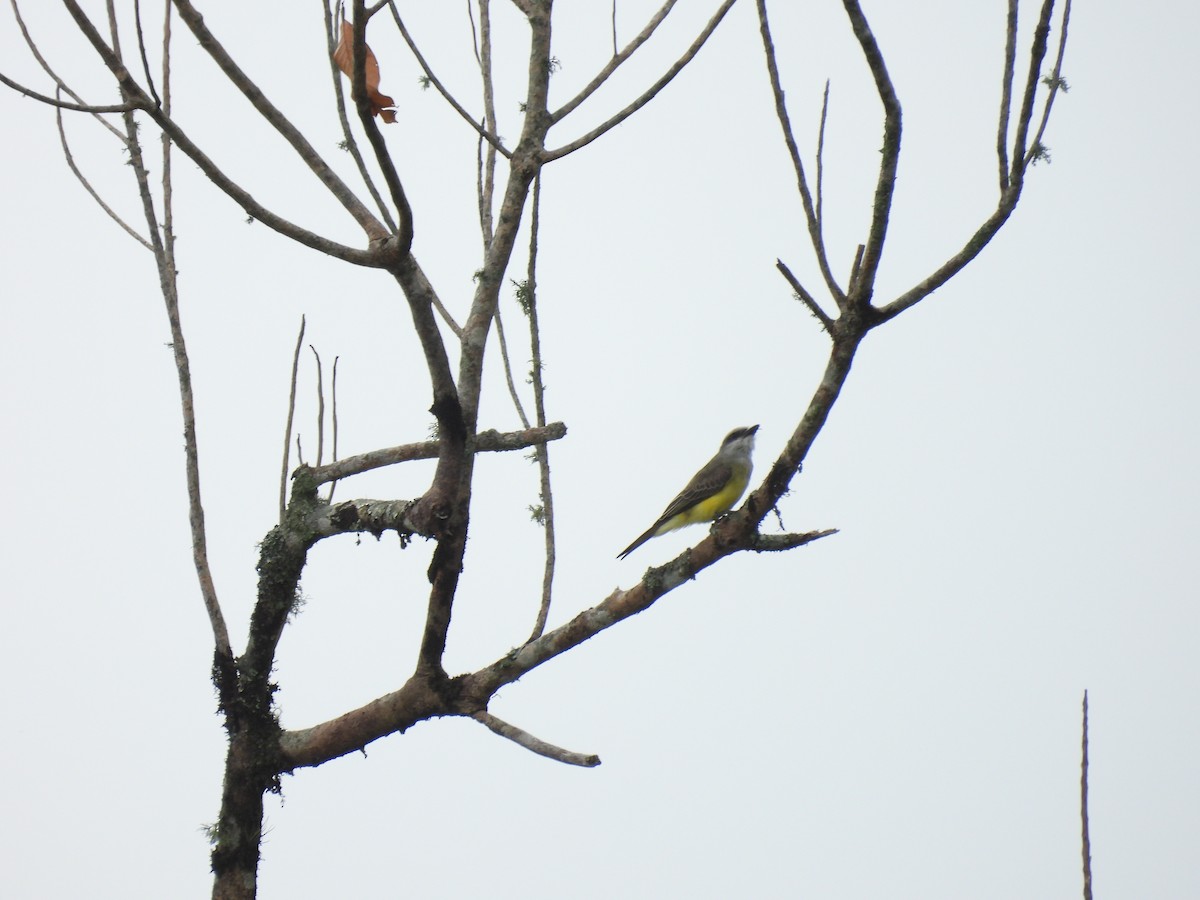 Tropical Kingbird - Jhon Carlos Andres Rivera Higuera