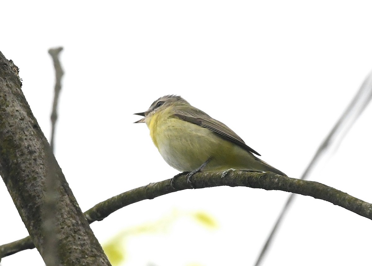 Philadelphia Vireo - Gary Chapin