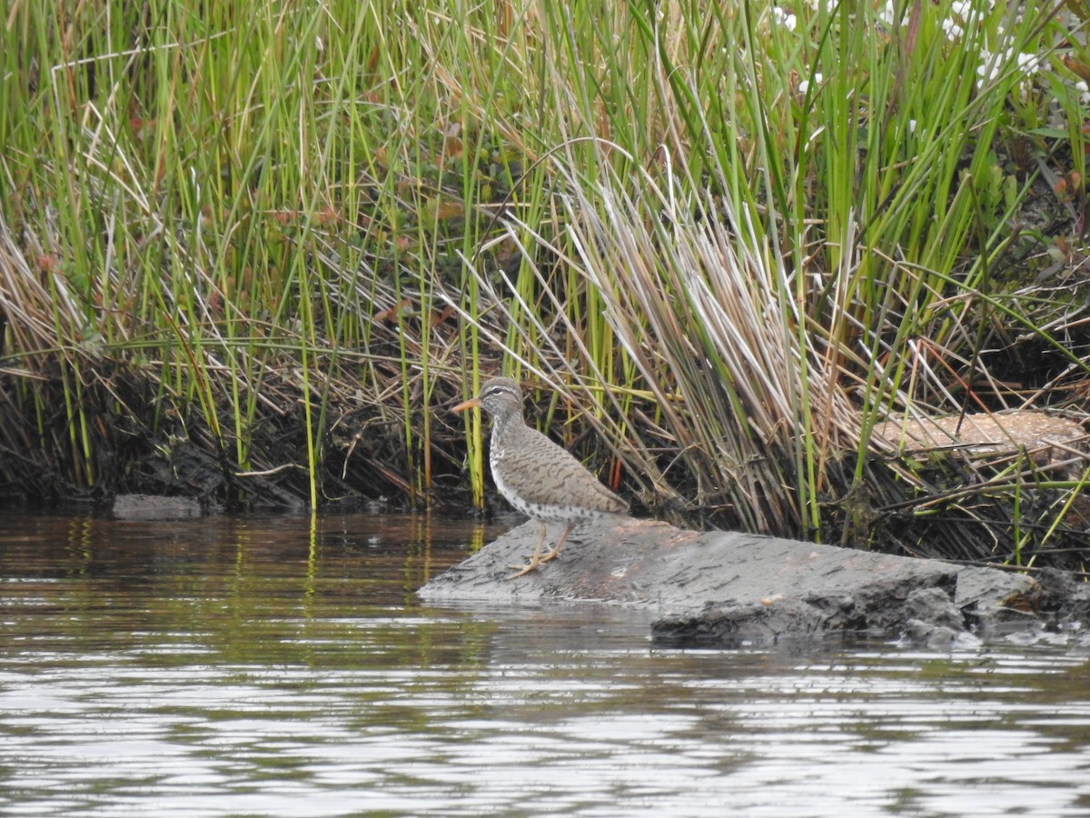 Spotted Sandpiper - ML618916754