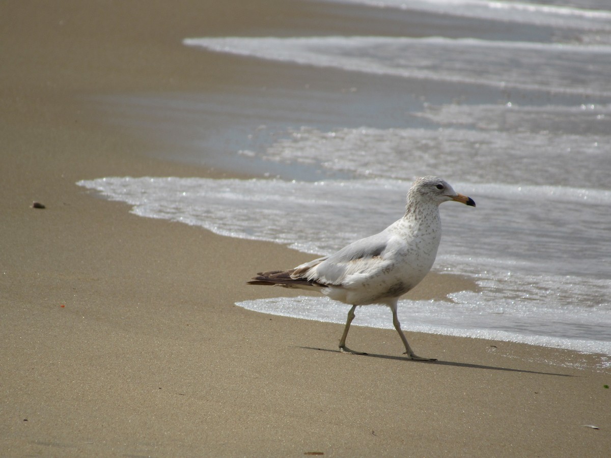 Ring-billed Gull - ML618916764