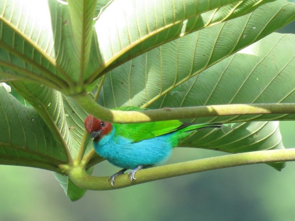 Bay-headed Tanager - ML618916776