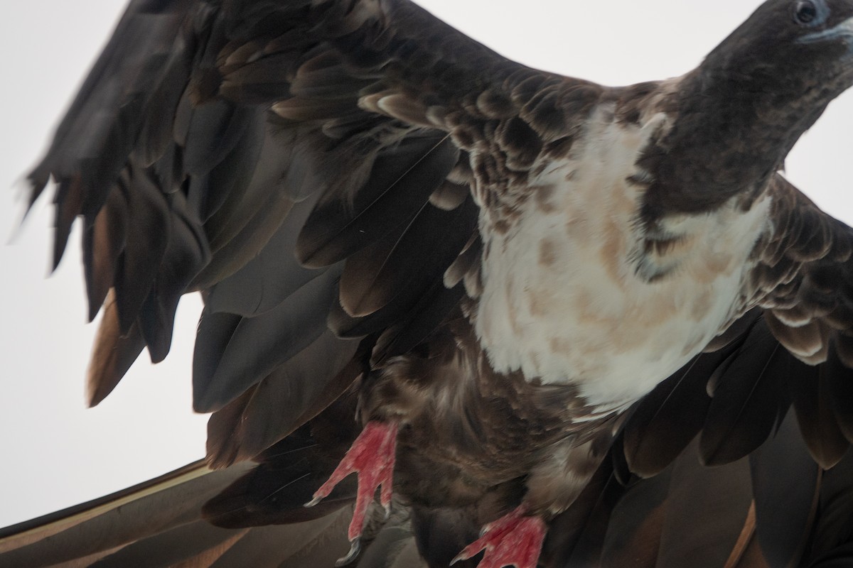 Magnificent Frigatebird - Jodi  Chambers