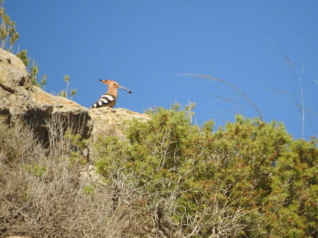 Eurasian Hoopoe - alicia montesinos